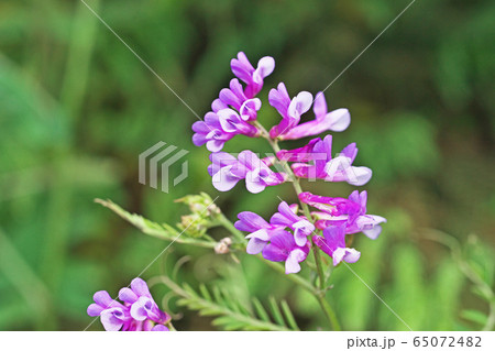 ナヨクサフジの花 65072482