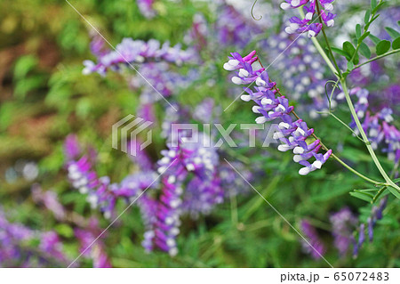 ナヨクサフジの花 65072483