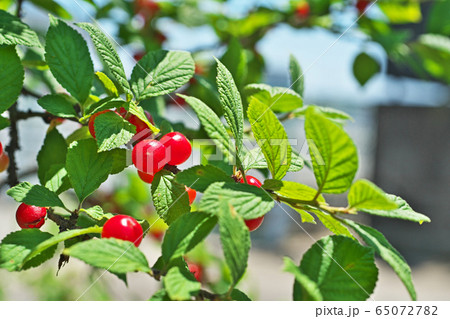 赤いユスラウメの実 65072782