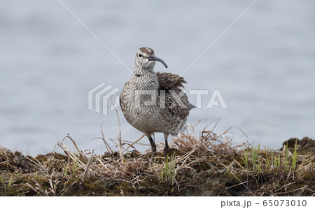 チュウシャクシギ チュウシャクシギ 65073010