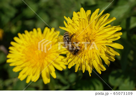 Macro of spring Caucasian honey bee Apis mellifera 65073109