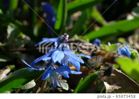 Close-up of spring primrose Scilla caucasica with blue flowers 65073458