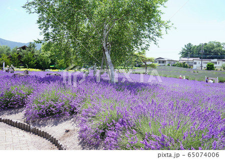 ラベンダーの花 ラベンダーの花 65074006