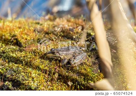 A frog on a stone basks in spring sun, Latvia A frog on a stone basks in spring sun, Latvia 65074524