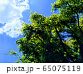 白はけ緑地 65075119