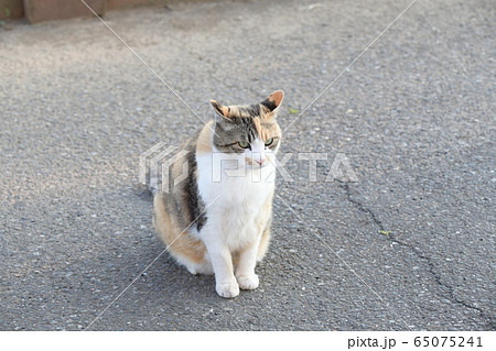 外猫 外猫 65075241