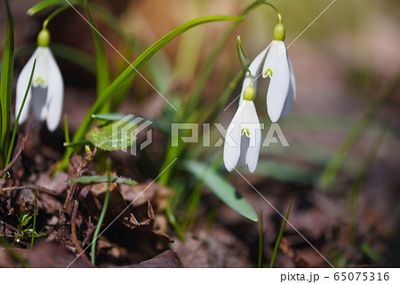 Snowdrops (Galanthus) in the spring forest. 65075316