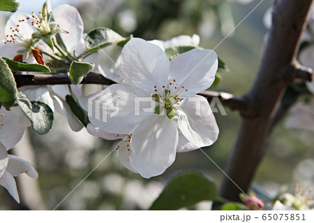 リンゴの花 リンゴの木 花の写真素材