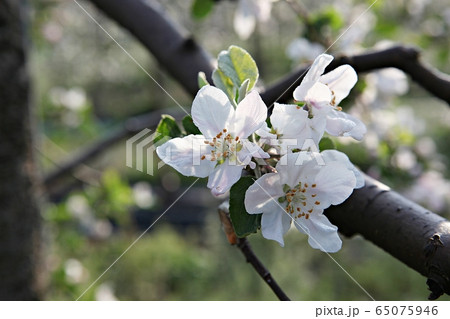 リンゴの花 リンゴの木 花 65075946