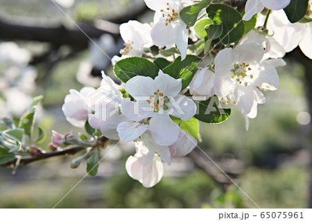 リンゴの花 リンゴの木 花の写真素材