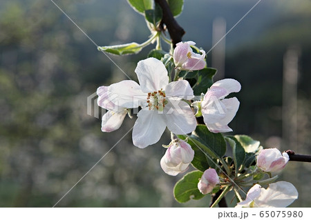 リンゴの花 リンゴの木 花の写真素材