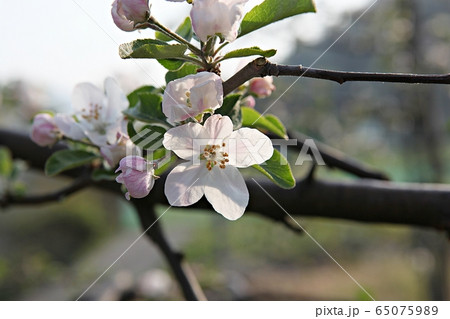 リンゴの花 リンゴの木 花の写真素材