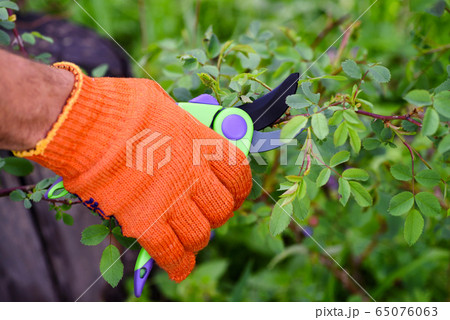 Spring pruning roses in the garden, Spring pruning roses in the garden, 65076063