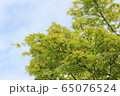 青紅葉 65076524