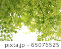 青紅葉 65076525