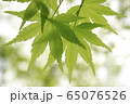 青紅葉 65076526
