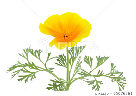 花菱草 (深度合成) 65076561