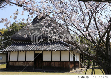 荒尾市 宮崎兄弟生家 桜、 荒尾市 宮崎兄弟生家 桜、 65076570