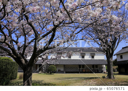 荒尾市 宮崎兄弟生家 桜、 荒尾市 宮崎兄弟生家 桜、 65076571