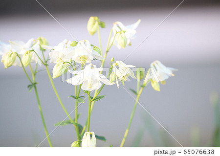 おだまきの花 おだまきの花 65076638