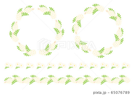 ニセアカシア 65076789