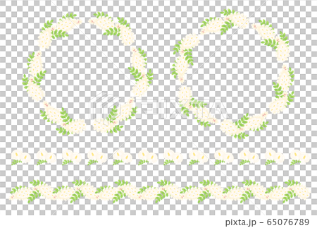 ニセアカシア 65076789