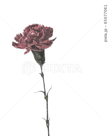 カーネーション 65077061