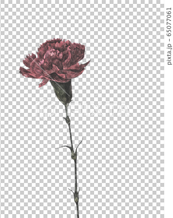 カーネーション 65077061