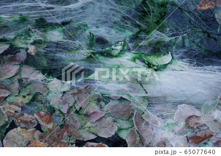 Close-up of sulfate and carbonate spring with algae  65077640