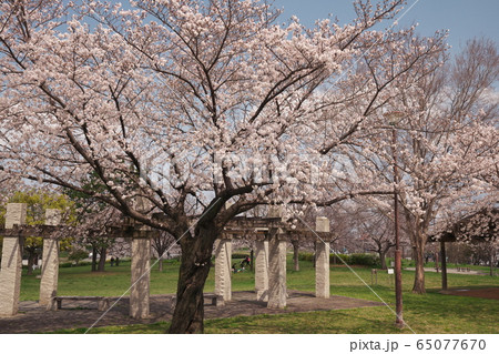 桜満開の笠寺公園 65077670