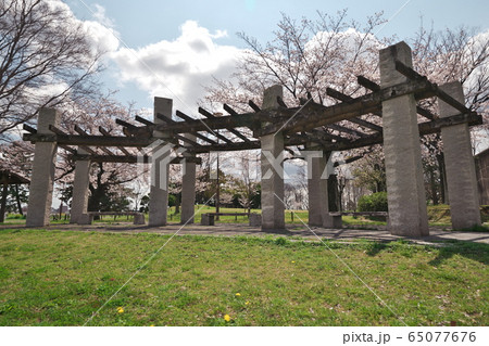 桜満開の笠寺公園 桜満開の笠寺公園 65077676