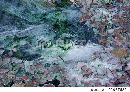 Healing water of sulphate and carbonate alpine spring with algae Healing water of sulphate and carbonate alpine spring with algae 65077682