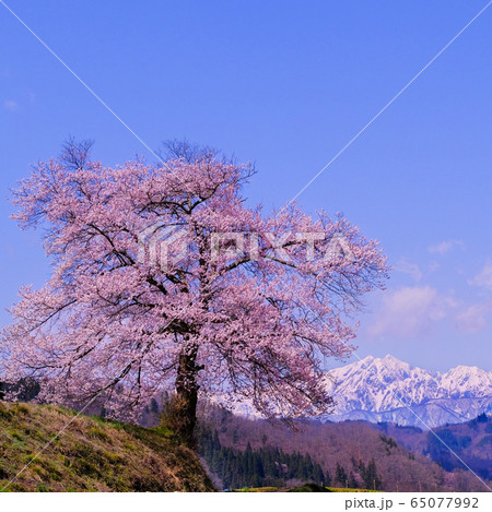 一本桜と北アルプス 一本桜と北アルプス 65077992