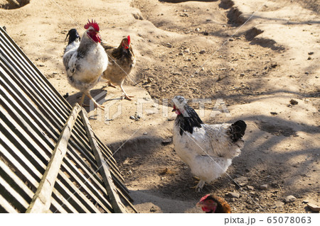 free range chichen in a spring time enviroment on organic farm free range chichen in a spring time enviroment on organic farm 65078063