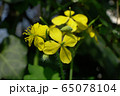 Close-up of spring inflorescence of celandine Chelidonium majus 65078104