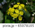 Close-up of yellow flowers of Caucasian celandine Chelidonium majus 65078105