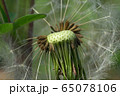 Macro inflorescence of brown seeds of Caucasian dandelion Taraxacum officinale  65078106