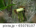Close-up inflorescence of brown seeds of Caucasian dandelion Taraxacum officinale  65078107