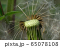 Macro spring inflorescence of brown seeds of dandelion Taraxacum officinale  65078108