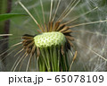 Macro of brown seeds of Caucasian dandelion Taraxacum officinale  65078109