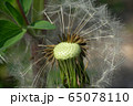 Close-up spring inflorescence of brown seeds of dandelion Taraxacum officinale  65078110