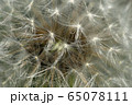 Macro of spring white inflorescence of dandelion Taraxacum officinale  65078111
