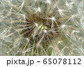 Macro of white inflorescence of seeds of Caucasian dandelion Taraxacum officinale  65078112