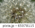 Macro of white inflorescence of dandelion seeds 65078115