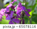 Macro of Caucasian bee Anthophora plumipes on purple flowers of Lunaria annua 65078116