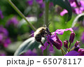 Close-up of Caucasian bee Anthophora plumipes on purple flowers of Lunaria annua 65078117
