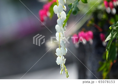 自然 春 植物 65078153