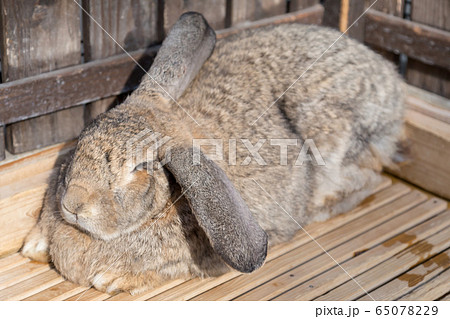Sleeping brown rabbit on wooden floor 65078229