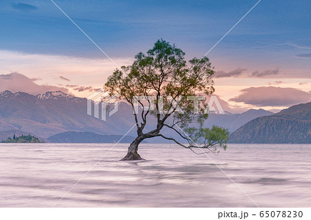 Lonely tree at wanaka lake with mountain Lonely tree at wanaka lake with mountain 65078230