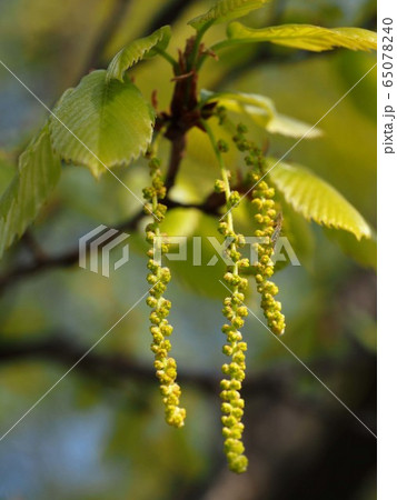 どんぐりの花のクローズアップ どんぐりの花のクローズアップ 65078240